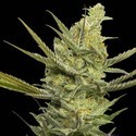 Gipsy Haze (Eva Seeds) nasiona marihuany feminizowane