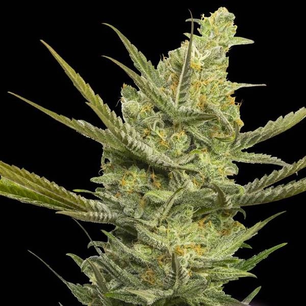 Gipsy Haze (Eva Seeds) nasiona marihuany feminizowane