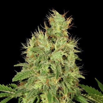 CBD-Chronic (Serious Seeds) feminizowane