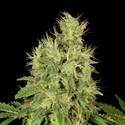 CBD-Chronic (Serious Seeds) feminizowane