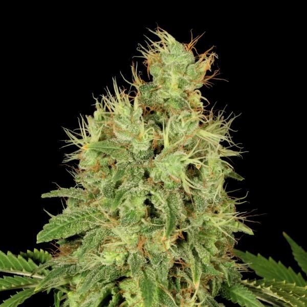 CBD-Chronic (Serious Seeds) feminizowane