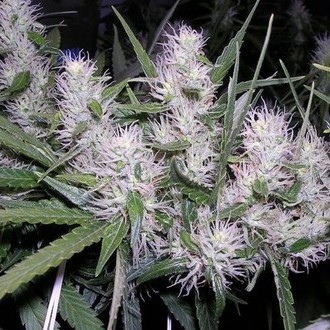 Master Kush (Dutch Passion) feminizowane