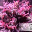 Master Kush (Dutch Passion) feminizowane