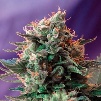 Jack 47 - F1 Fast Version (Sweet Seeds) feminizowane