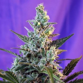 Sweet Skunk - F1 Fast Version (Sweet Seeds) feminizowane