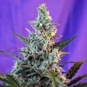 Sweet Skunk - F1 Fast Version (Sweet Seeds) feminizowane