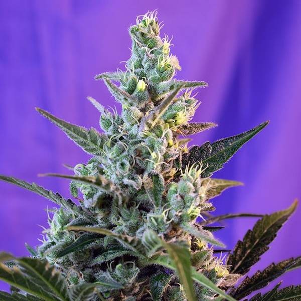 Sweet Skunk - F1 Fast Version (Sweet Seeds) feminizowane