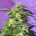 Killer Kush Automat (Sweet Seeds) feminizowane
