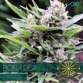Bona Dea CBD (Vision Seeds) feminizowane