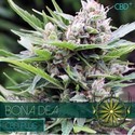 Bona Dea CBD (Vision Seeds) feminizowane