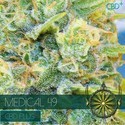 Medical 49 (Vision Seeds) feminizowane