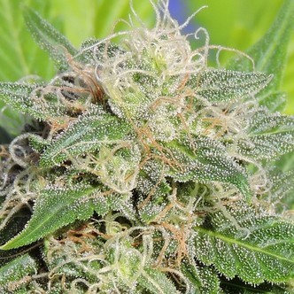 Super Auto Lemon Haze (Original Sensible) feminizowane