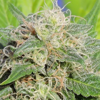 Super Auto Lemon Haze (Original Sensible) feminizowane