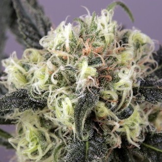 Snow Bud (Dutch Passion) feminizowane