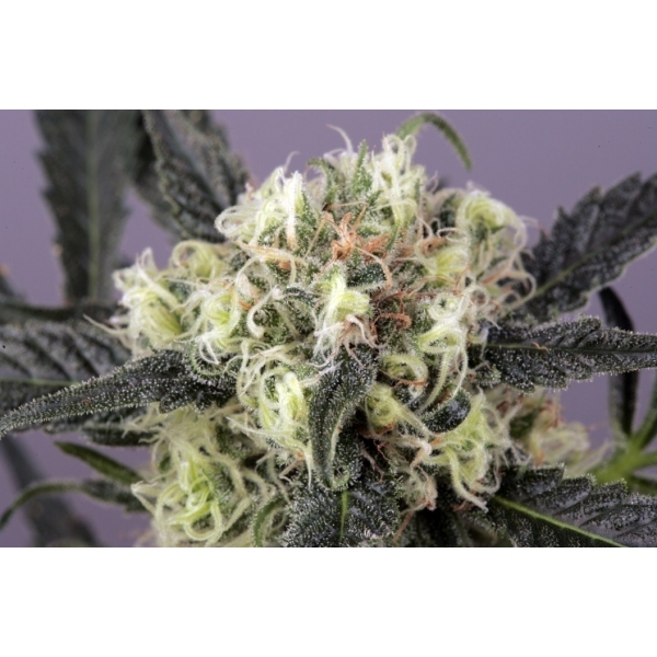 Snow Bud (Dutch Passion) feminizowane