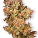 Snow Bud (Dutch Passion) feminizowane