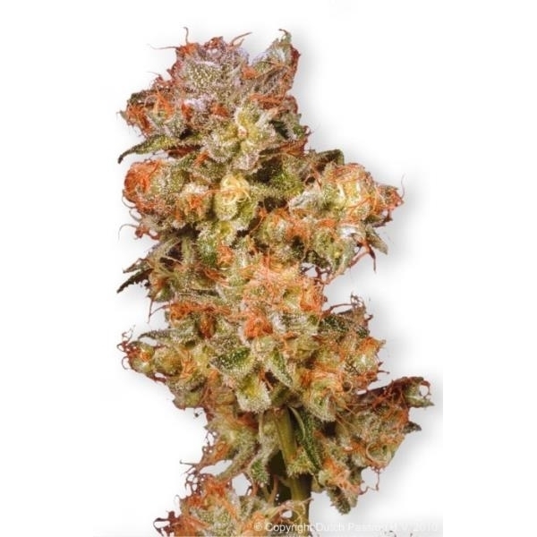 Snow Bud (Dutch Passion) feminizowane