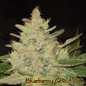 Blueberry Ghost OG (Original Sensible) feminizowane