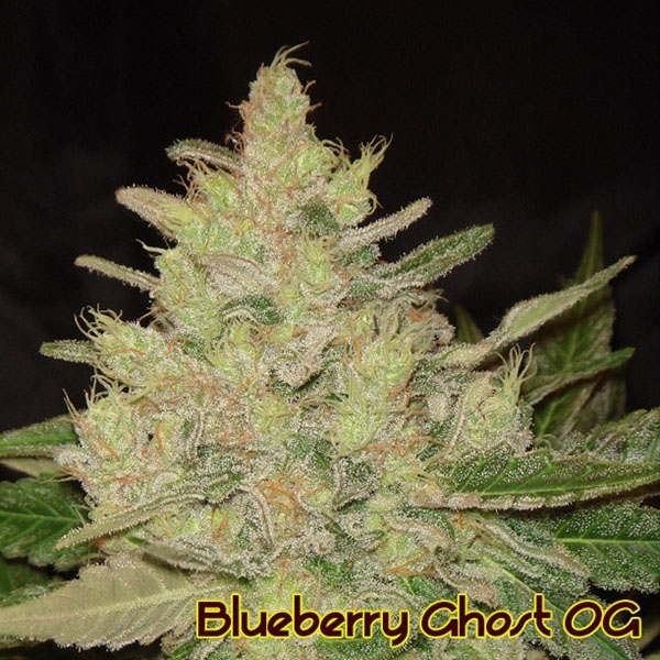 Blueberry Ghost OG (Original Sensible) feminizowane
