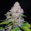 White Berry (VIP Seeds) feminizowane