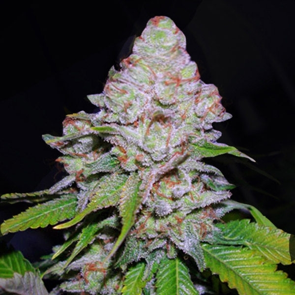 White Berry (VIP Seeds) feminizowane