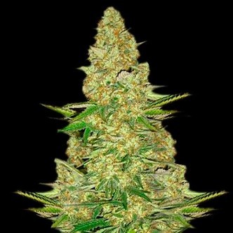 Power VIP (VIP Seeds) feminizowane