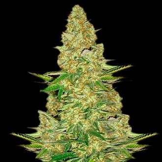 Power VIP (VIP Seeds) feminizowane