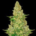 Power VIP (VIP Seeds) feminizowane