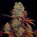 Landysh (VIP Seeds) feminizowane