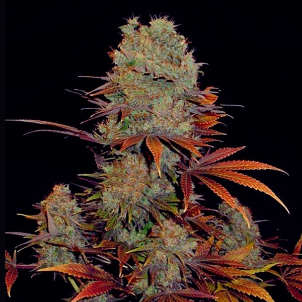 Landysh (VIP Seeds) feminizowane
