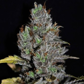 Viagrra (VIP Seeds) feminizowane