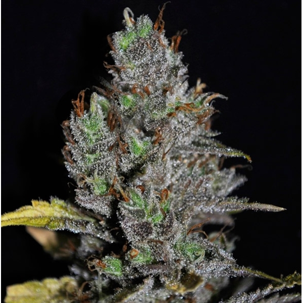 Viagrra (VIP Seeds) feminizowane