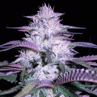 Currant Kush (VIP Seeds) feminizowane