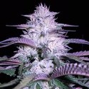 Currant Kush (VIP Seeds) feminizowane