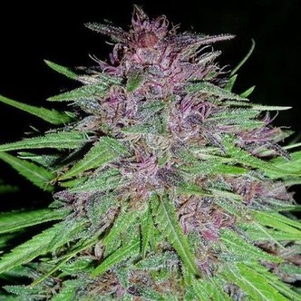 Erdpurt (ACE Seeds) feminizowane