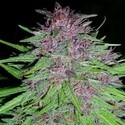 Erdpurt (ACE Seeds) feminizowane