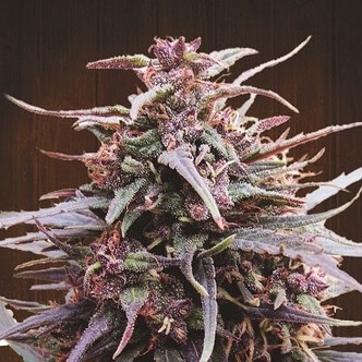 Purple Haze x Malawi (ACE Seeds) feminizowane