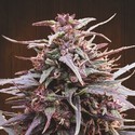 Purple Haze x Malawi (ACE Seeds) feminizowane