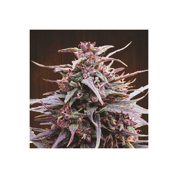 Purple Haze x Malawi (ACE Seeds) feminizowane