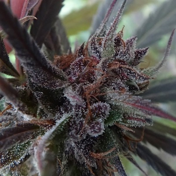 Haze x Kali China (ACE Seeds) feminizowane