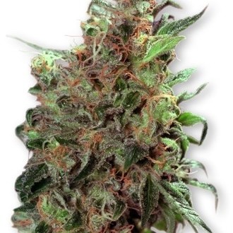 Californian Orange (Dutch Passion) nasiona marihuany feminizowane