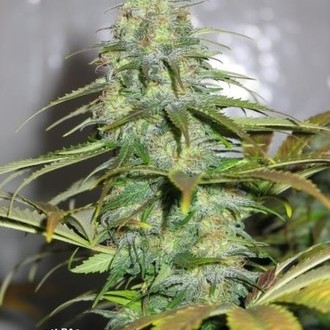 Californian Orange (Dutch Passion) nasiona marihuany feminizowane