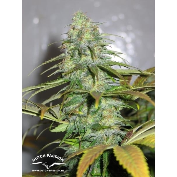 Californian Orange (Dutch Passion) nasiona marihuany feminizowane