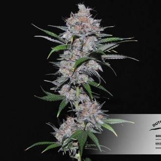 Californian Orange (Dutch Passion) nasiona marihuany feminizowane