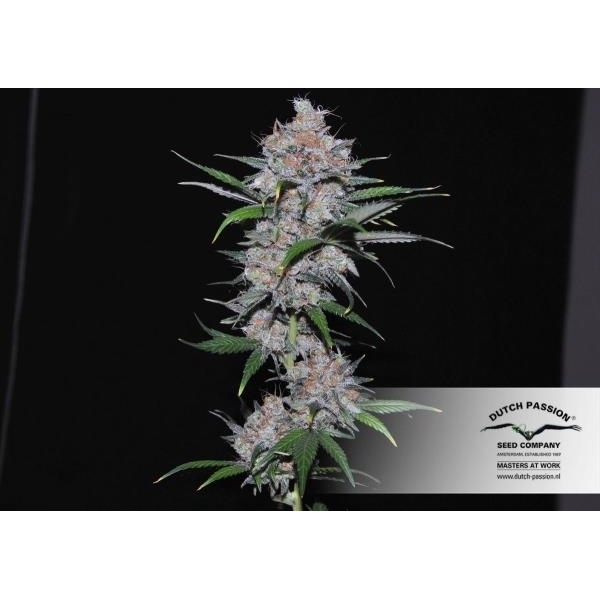 Californian Orange (Dutch Passion) nasiona marihuany feminizowane