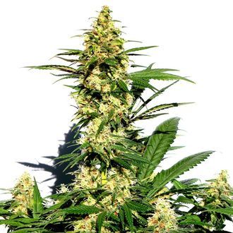 Amnesi-K Lemon (Kannabia) feminizowane