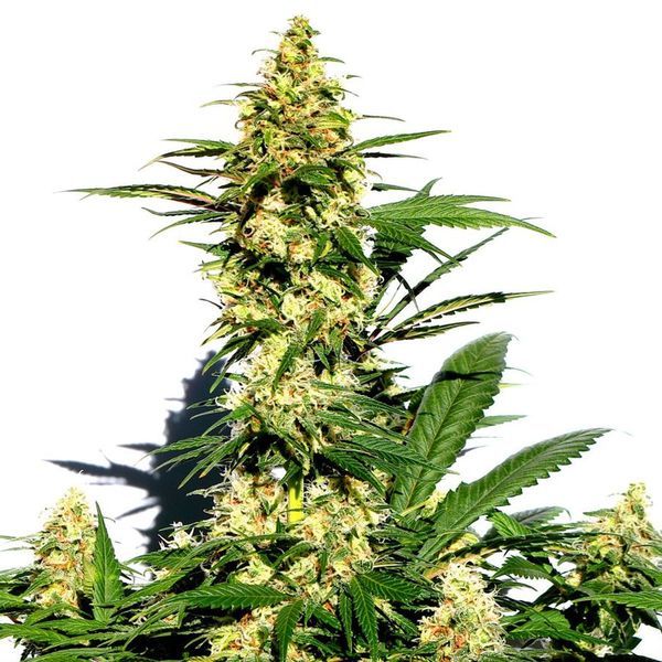 Amnesi-K Lemon (Kannabia) feminizowane