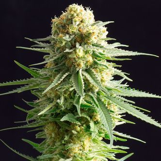 Kritikal-K (Kannabia) feminizowana