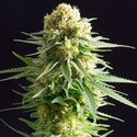 Kritikal-K (Kannabia) nasiona marihuany feminizowane