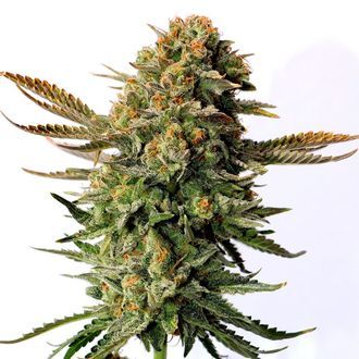 Russian Doll (Kannabia) feminizowane